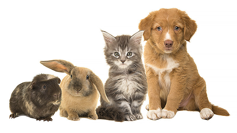 Zwierzęta - pies, kot, królik, chomik